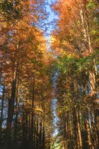 1.3拍｜深圳馬峦山公園落羽杉已到最佳觀賞期