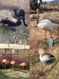 唯美動物園／大馬戲／溫泉 保姆攻略合集