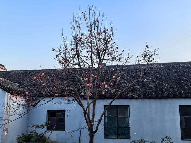 道前街賞銀杏