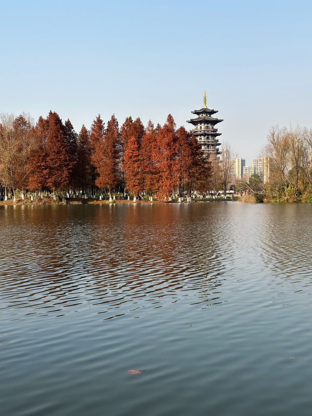 長沙洋湖濕地公園我拍的白鷺塔還可以吧？