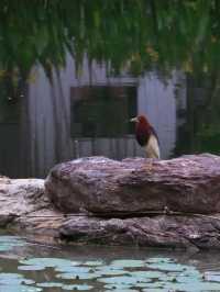 深圳四海公園賞花啦～泰國櫻花 絨果決明