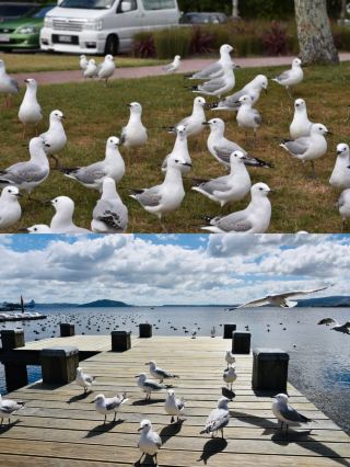 Meet Tauranga: A Romantic Town on New Zealand's North Island
