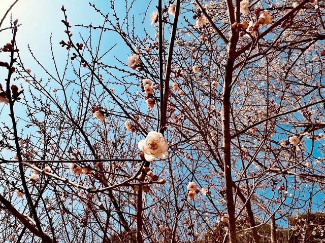 晴日，再訪梅花谷
