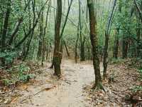 First Line Explorers: Deep Dive Into Hunan Forest "Underleaf" World