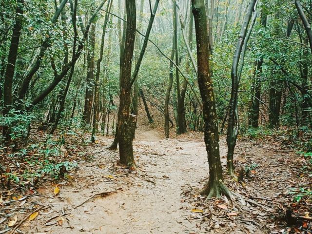 First Line Explorers: Deep Dive Into Hunan Forest "Underleaf" World