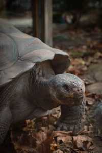 London Zoo is a great place to visit