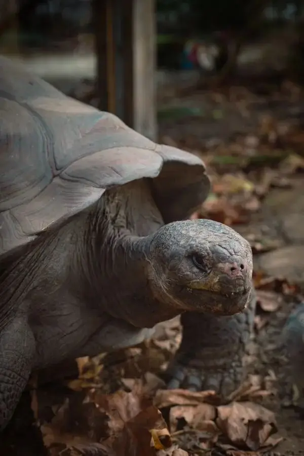 London Zoo is a great place to visit