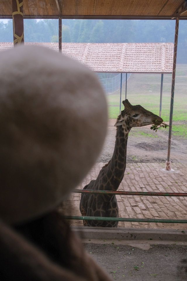 重慶周邊遊！和動物一起過春節！