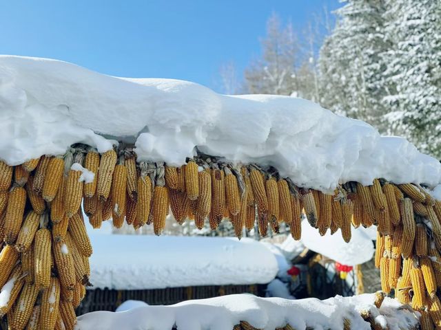 總要來看場東北的雪吧