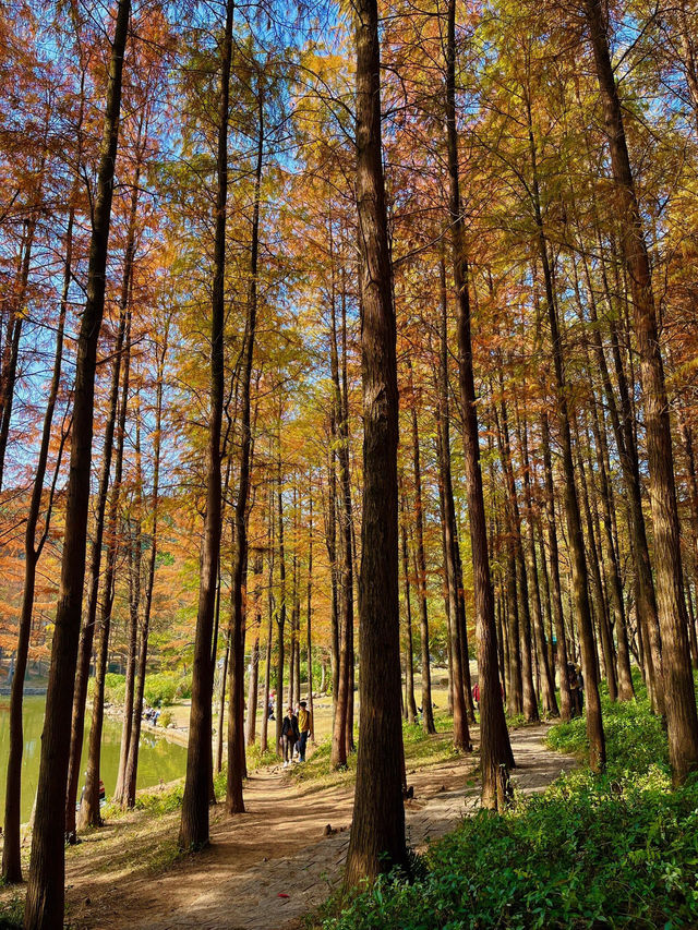 🍂 深圳的秋冬美景 - 蓮花山落羽杉 🍂