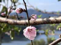 2月華南迎來桃花盛開