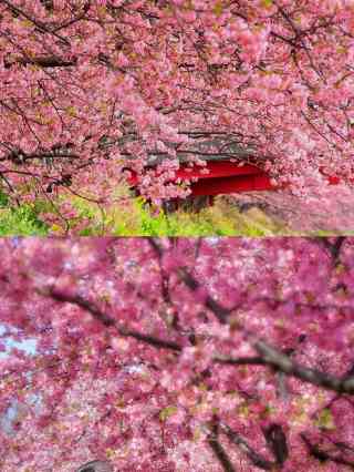 2026 Recommended peach blossom viewing in Shizuoka Prefecture