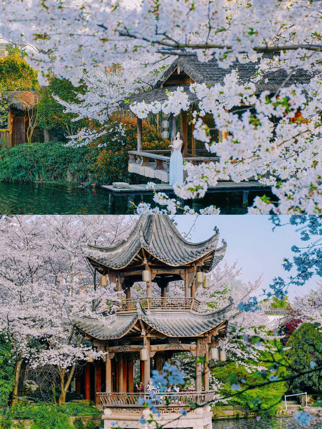 以為西湖的櫻花已經夠美了，直到我去了..