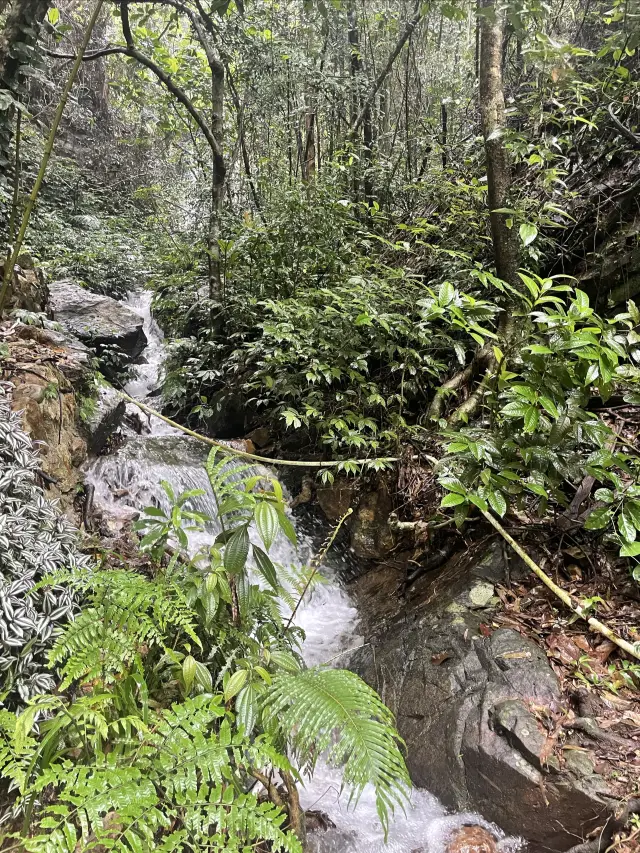 Qingyuan | Bijia Mountain