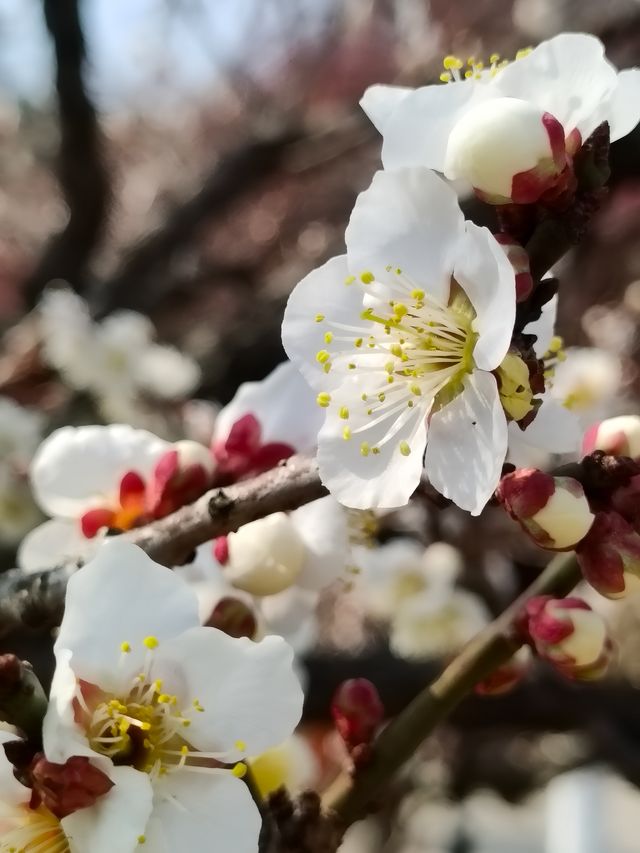 植物園賞梅花