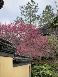 2.22杭州高麗寺梅花實況～