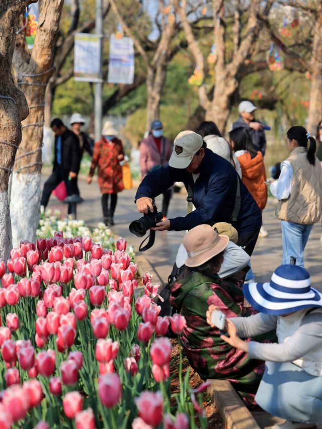 昆明翠湖公園｜鬱金香花海，賞花正當時！