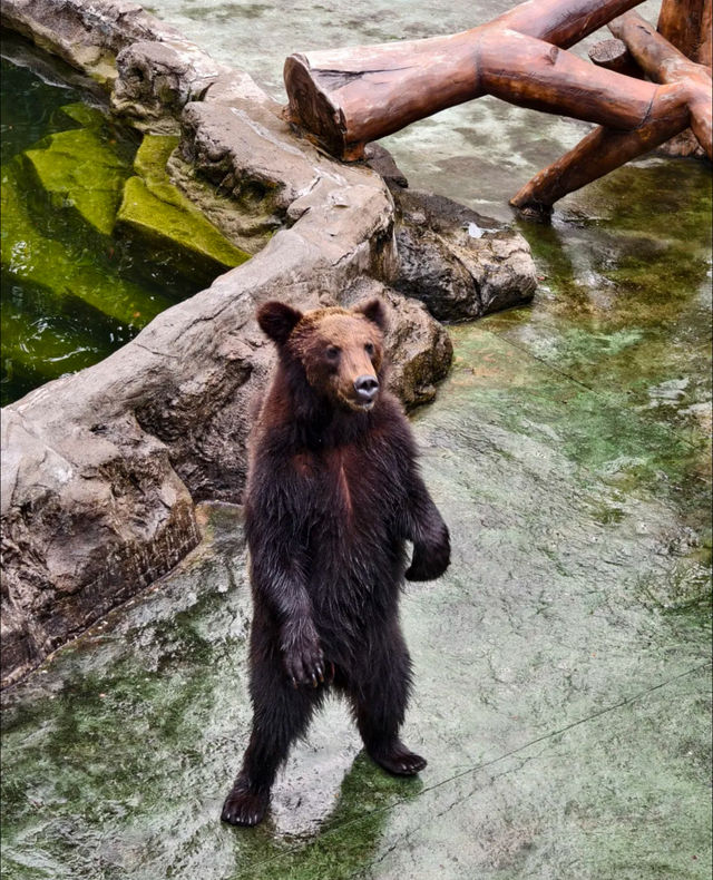 探秘深圳野生動物園，解鎖動物王國新玩法