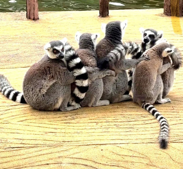 探秘深圳野生動物園，解鎖動物王國新玩法