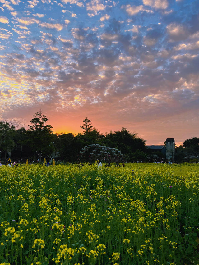 🌼深圳觀瀾版畫村油菜花海🌼