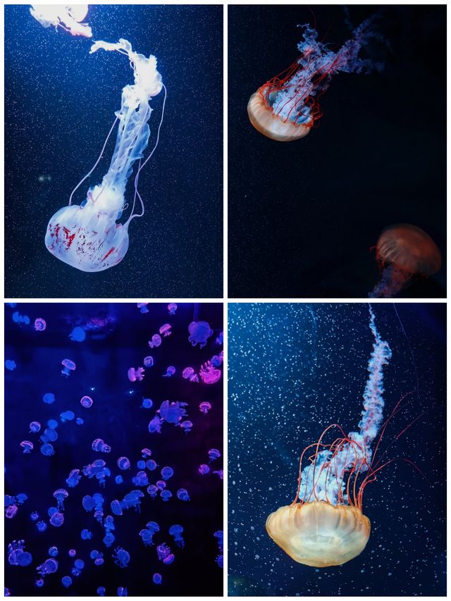 快來深圳海洋奇夢館吧