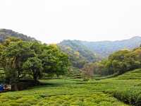 去梅家塢喝茶賞花吧