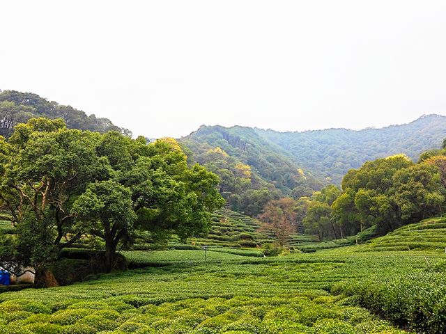 去梅家塢喝茶賞花吧