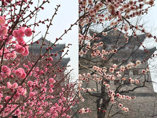 明城牆遺址的梅花～