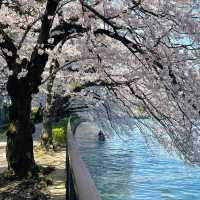 🌸限定浪漫 | 大阪毛馬櫻之宮公園，錯過等一年！