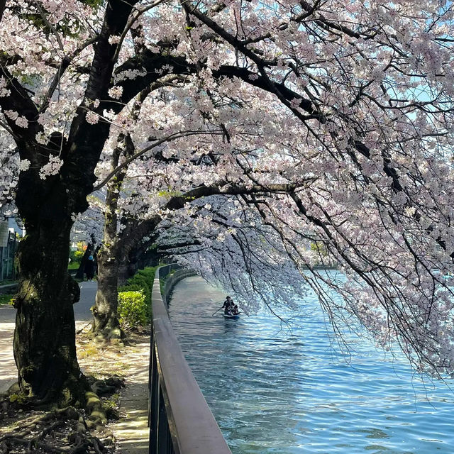 🌸限定浪漫 | 大阪毛馬櫻之宮公園，錯過等一年！