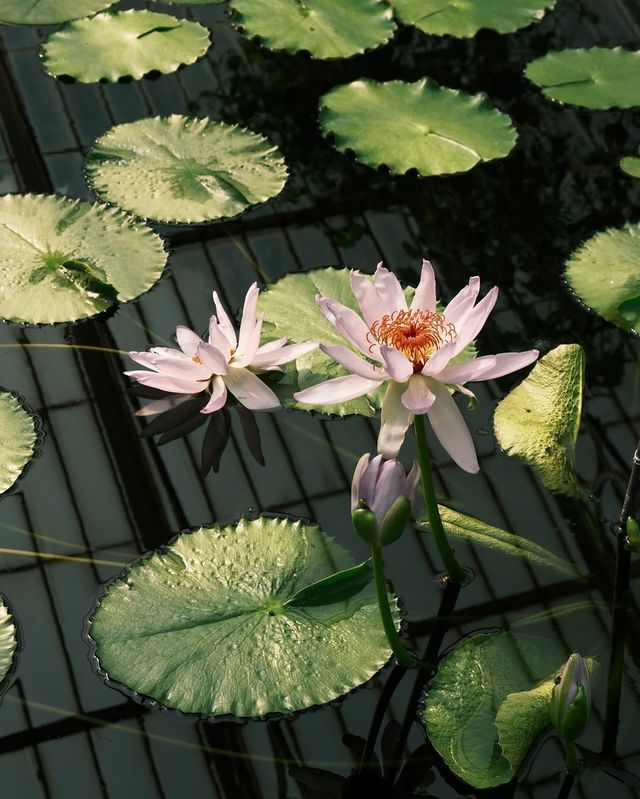 Explore Kew Gardens in London for a Relaxing Solo Adventure