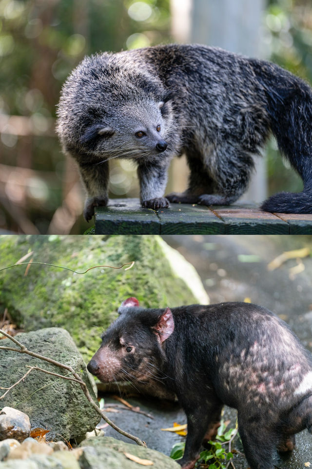 在黃金海岸的可倫賓野生動物保護區抱了樹熊餵了袋鼠