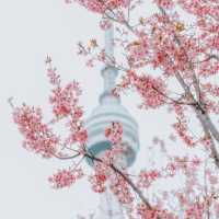 🌸去龜山風景區拍櫻花啦