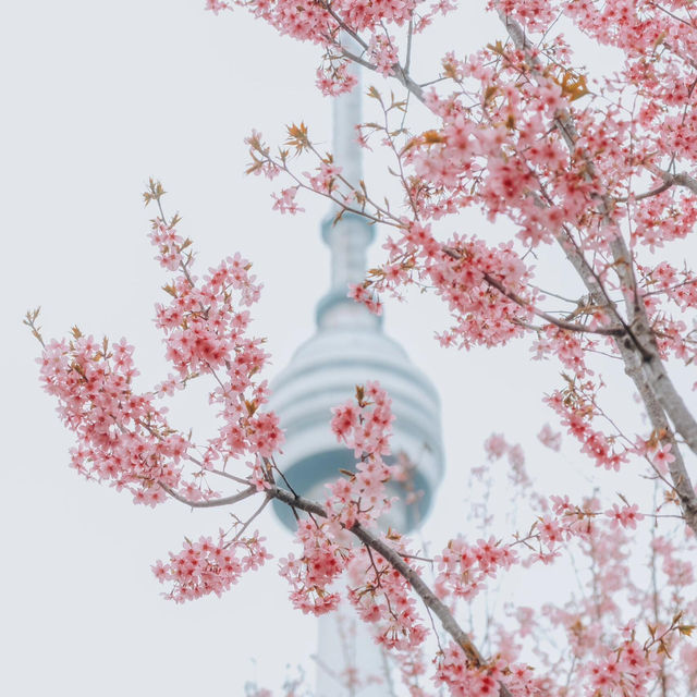 🌸去龜山風景區拍櫻花啦
