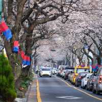 不愧是典農路❗️濟州島櫻花開滿直接衝🌸