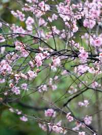 來杭州北山街賞桃花吧～