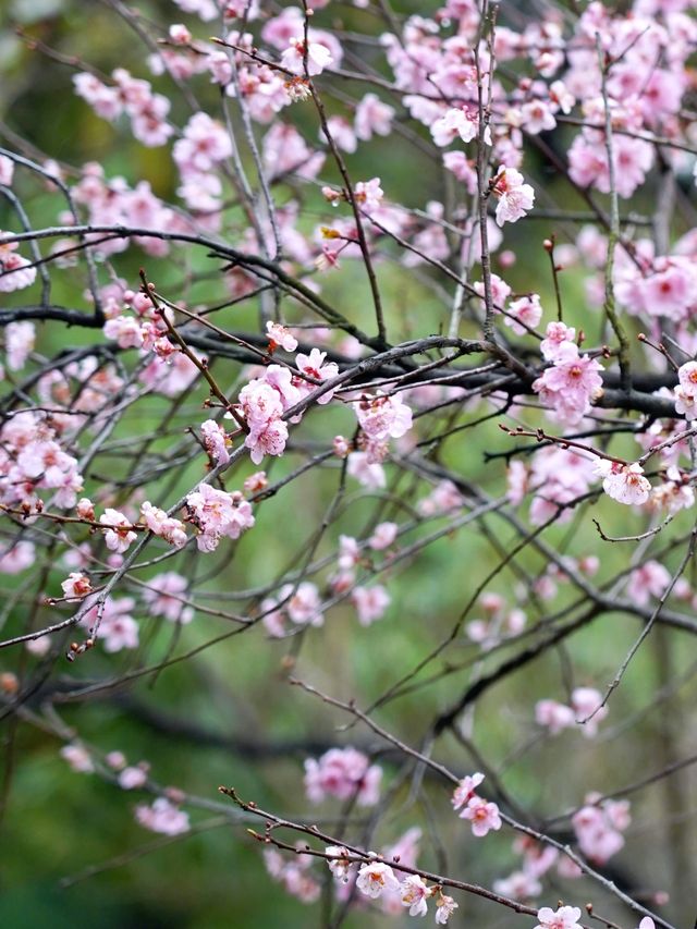 來杭州北山街賞桃花吧～