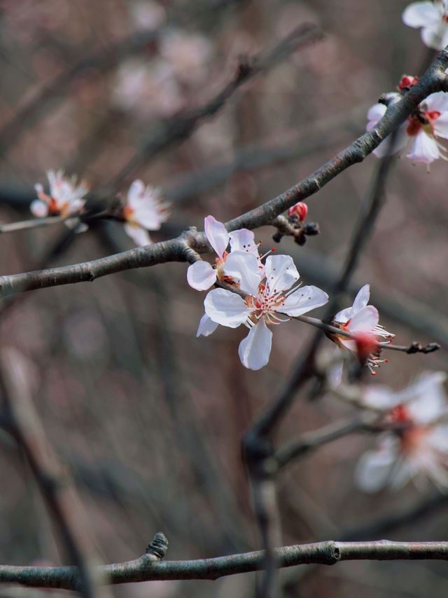 春日限定 | ‌ ‌‌‌南崖清水岩賞桃花遊玩攻略