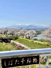 白石川畔，千櫻夢幻行