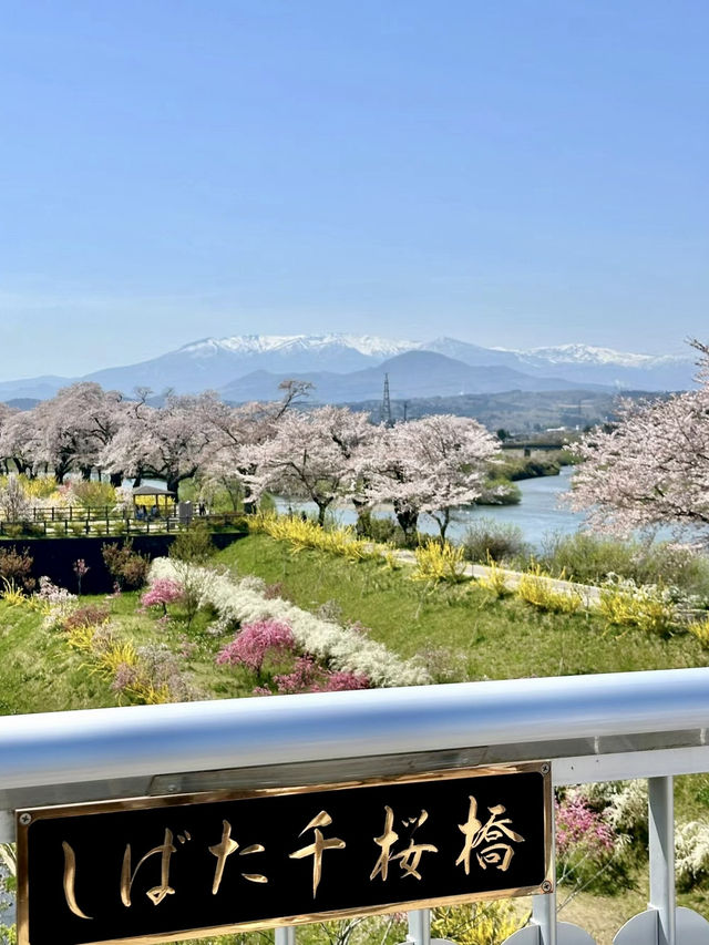 白石川畔，千櫻夢幻行