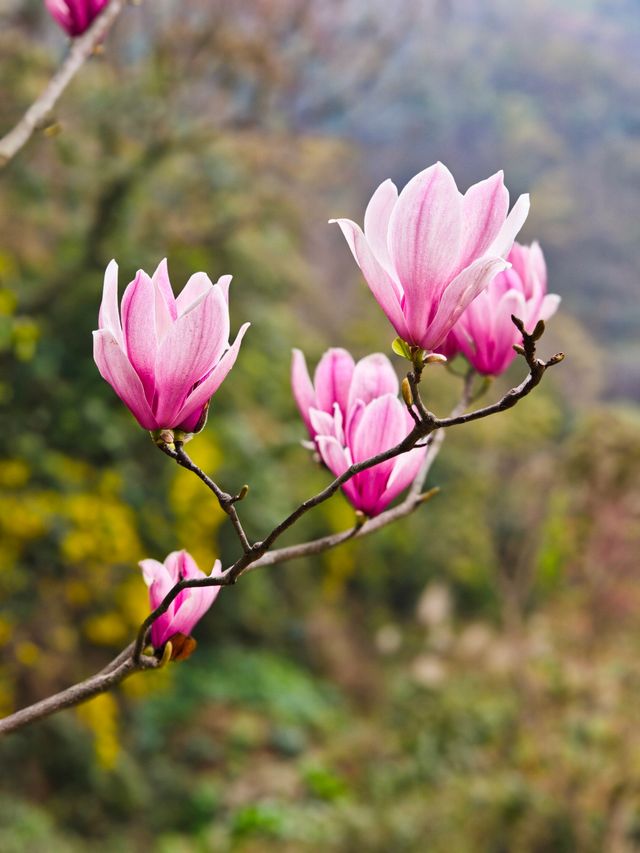 坐落在金沙江畔的公園