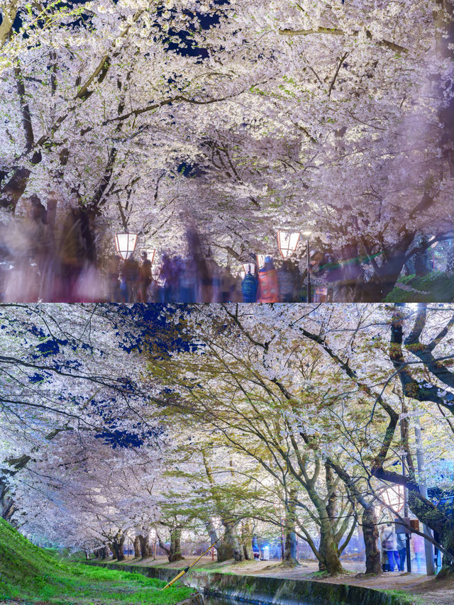 【青森】春日賞櫻～