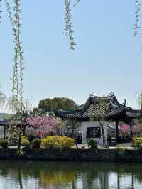 花開得正好｜週末往返無錫2日遊特種兵攻略