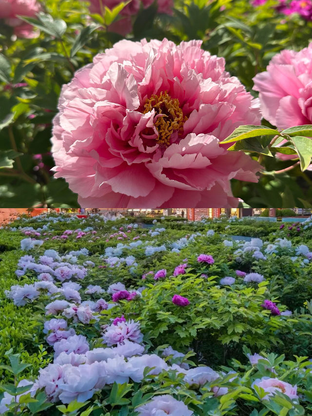 洛陽牡丹花卉節賞花攻略來啦