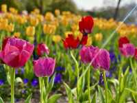 閘北公園更值得去拍春花的三大理由