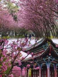昆明庾園，我今年見過最震撼的海棠花