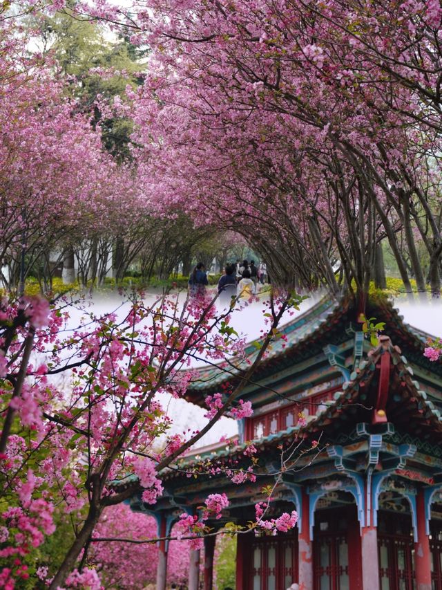 昆明庾園，我今年見過最震撼的海棠花