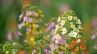 南縣羅文村旅遊｜呢一片五彩繽紛嘅油菜花係夢中嘅春天