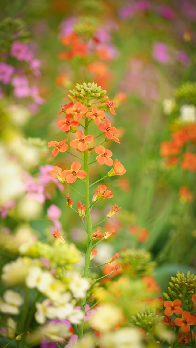 南縣羅文村旅遊｜呢一片五彩繽紛嘅油菜花係夢中嘅春天