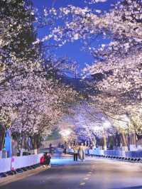 春天嚟南京，千祈唔好錯過賞花citywalk嘅打卡路線！